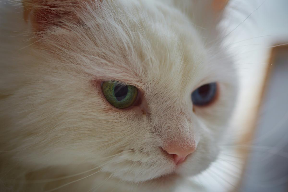 Gato com heterocromia: por que acontece?
