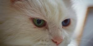 Gato com heterocromia: por que acontece?