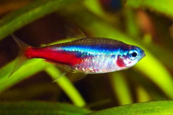 Animais sem pelo - Peixes