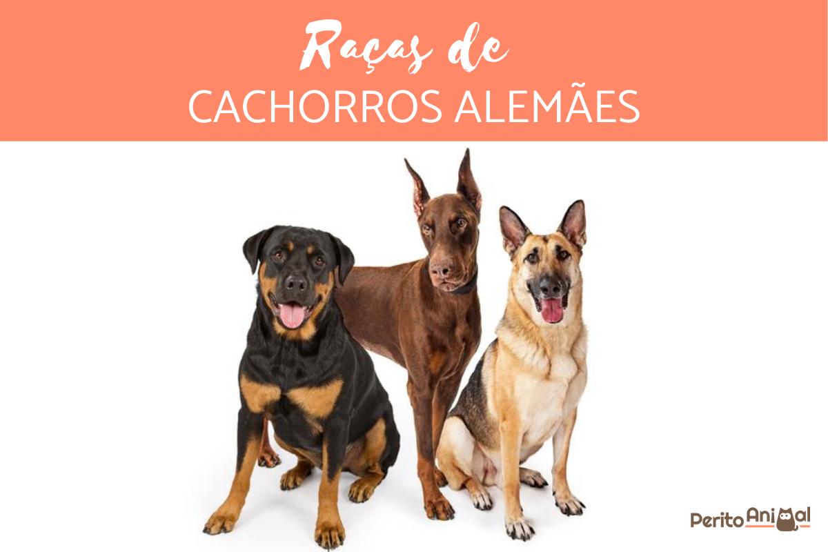 As raças de cachorros alemães mais populares