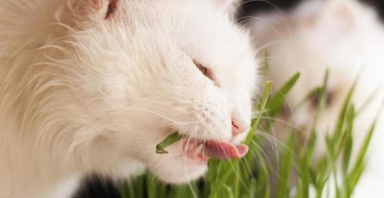 Como afastar os gatos das plantas?