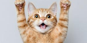 Como saber se meu gato é feliz?