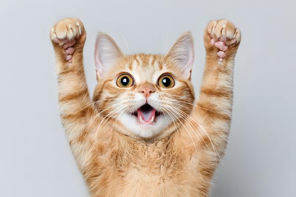 Como saber se meu gato é feliz?