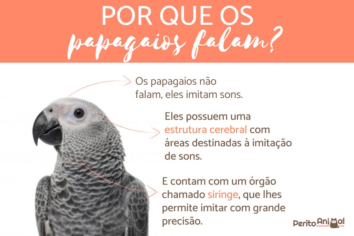 Por que os papagaios falam?