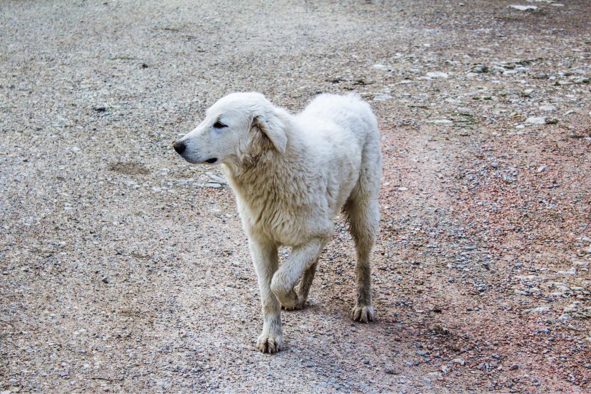 Cachorro mancando ao andar, mas corre normal - o que pode ser?