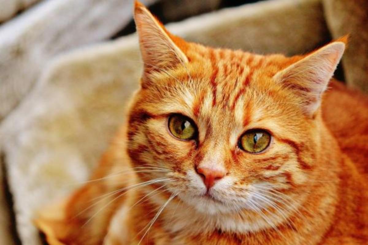 Raiva em gatos - Sintomas e Prevenção