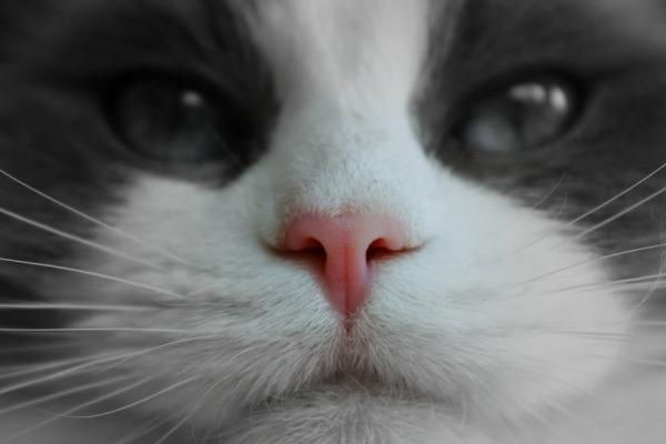 É normal um gato com nariz seco? - Causas e cuidados
