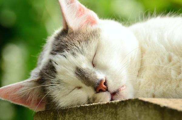 É normal um gato com nariz seco? - Causas e cuidados - O que o nariz do gato pode comunicar