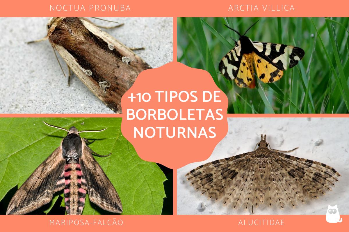 Borboletas noturnas - Tipos e características