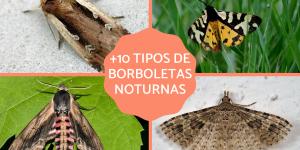 Borboletas noturnas - Tipos e características