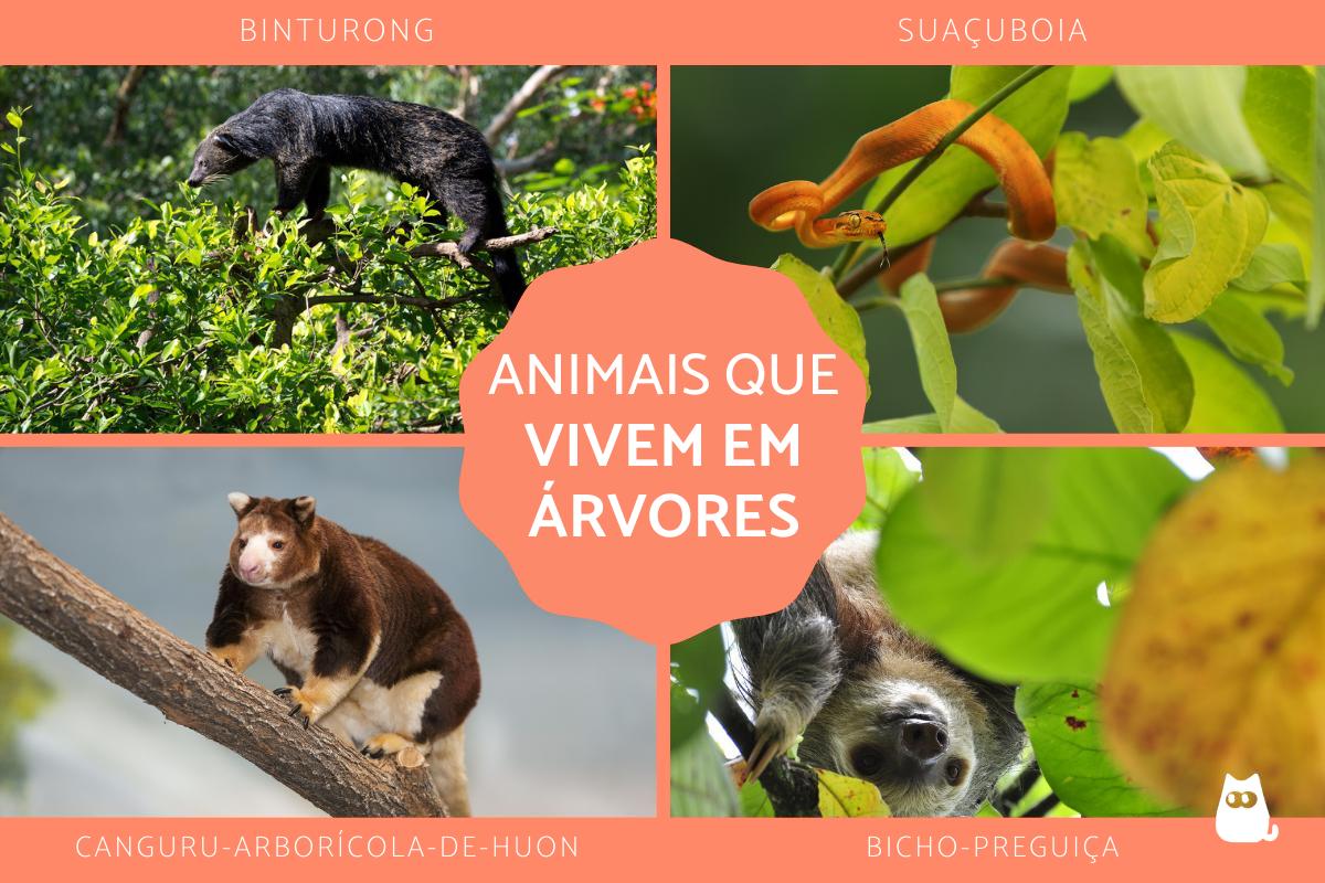 Animais que vivem em árvores
