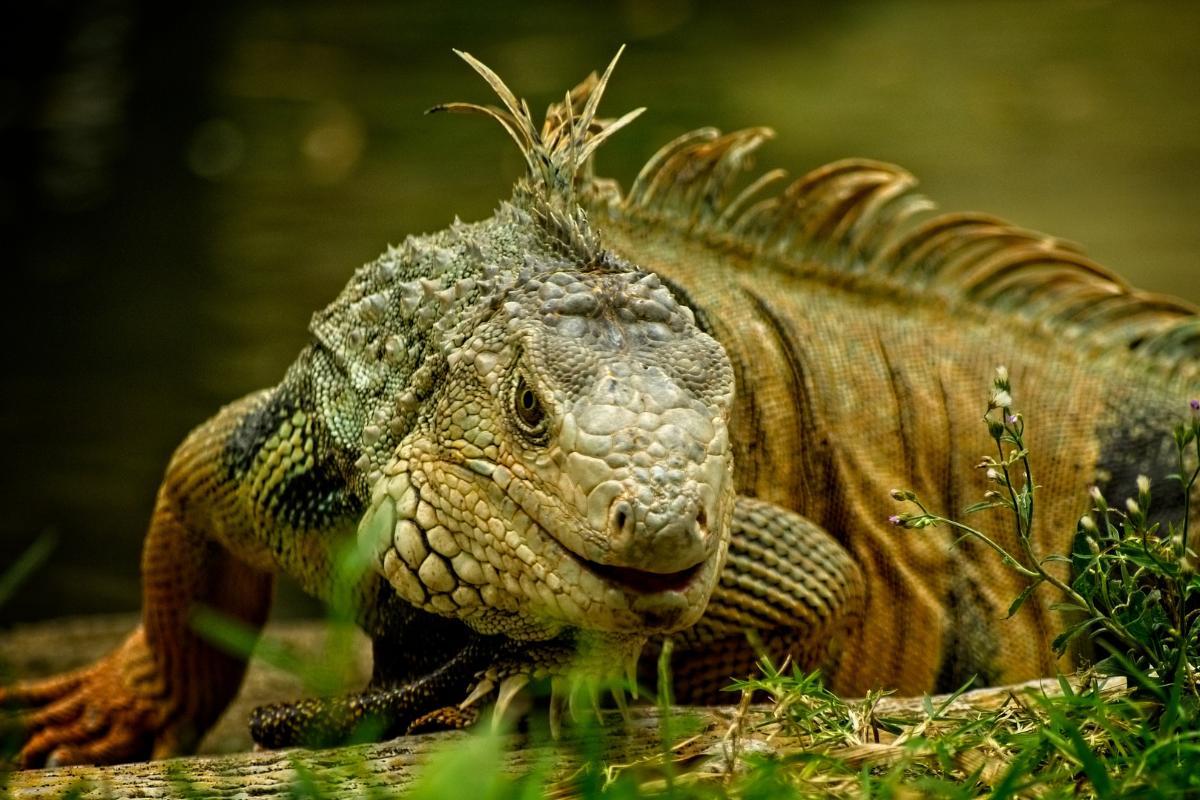 Iguana é réptil?