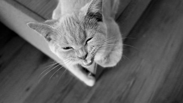 Gato agressivo - Causas e soluções - Coloque-no seu lugar