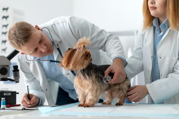 Barriga d'água em cachorro - O que é, sintomas e tratamento - Como saber se meu cachorro está com barriga d'água?