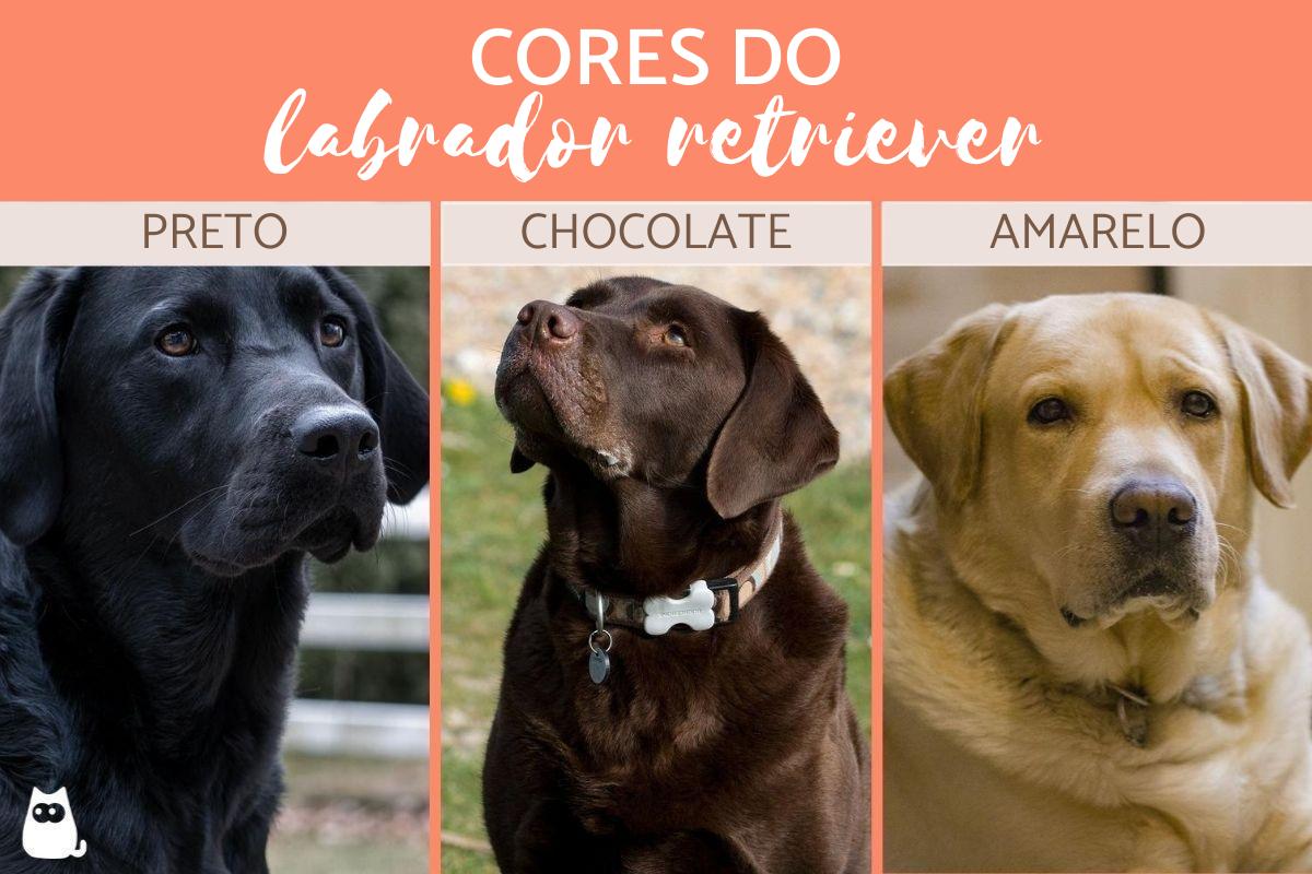 Cores do labrador retriever