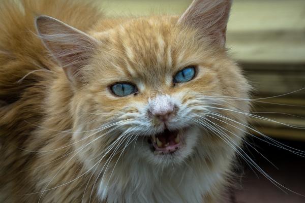 Gato agressivo - Causas e soluções