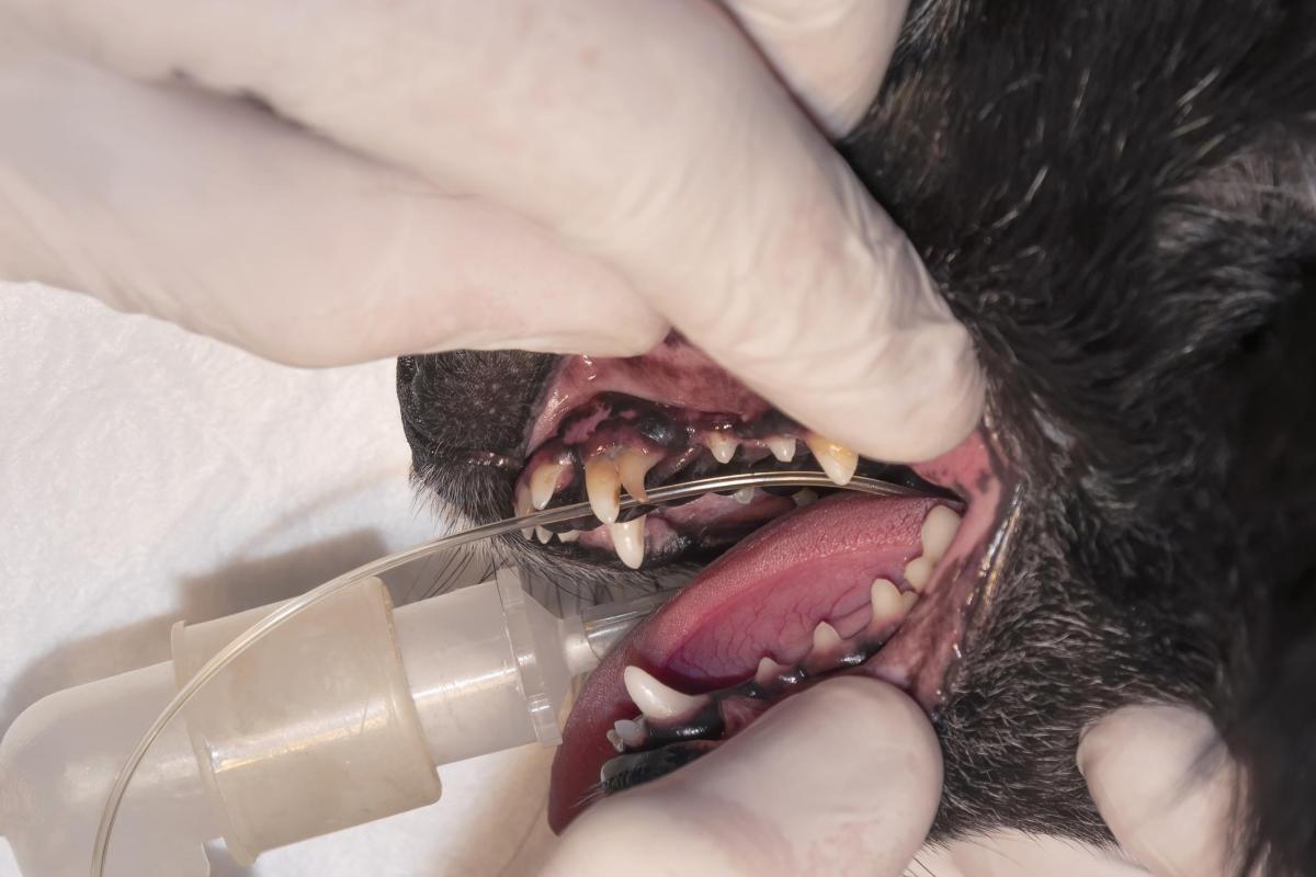 Os dentes de leite do cachorro não caíram: causas e o que fazer