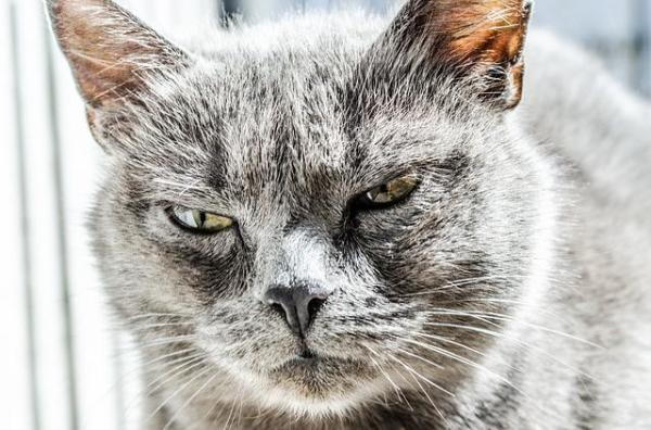 Gato agressivo - Causas e soluções - Por que meu gato é agressivo?