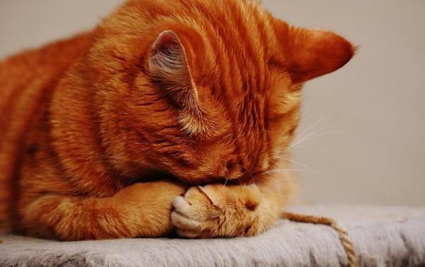 Gato agressivo - Causas e soluções - Porque no final, você o ama