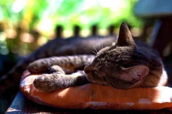 Gato agressivo - Causas e soluções - Um ambiente calmo