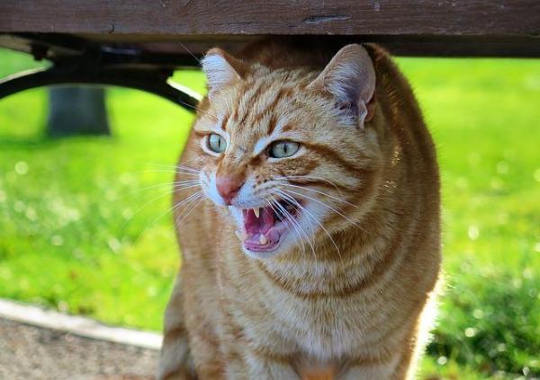 Gato agressivo - Causas e soluções - Verifique o seu próprio comportamento
