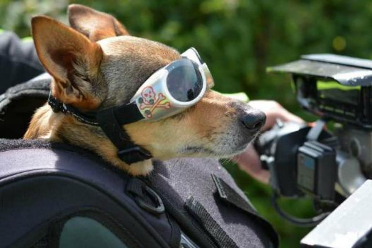 Como viajar com um cachorro na moto