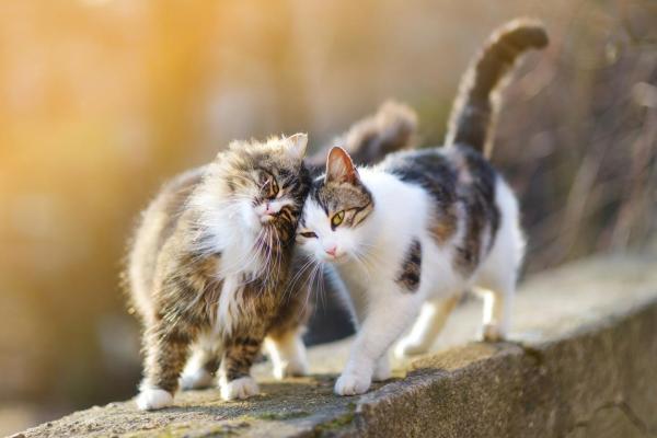 Como adaptar dois gatos - Primeiro dia: como apresentar um gato para outro