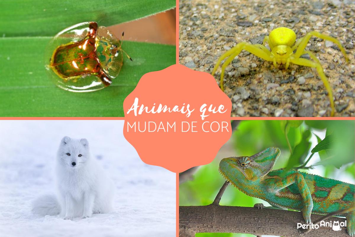 Animais que mudam de cor