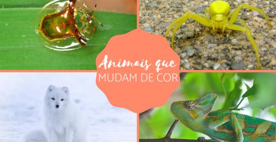 Animais que mudam de cor