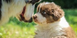Cachorro pode cruzar com a filha?