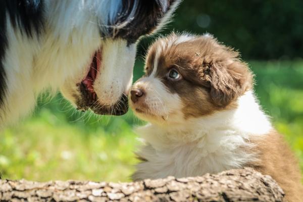 Cachorro pode cruzar com a filha?