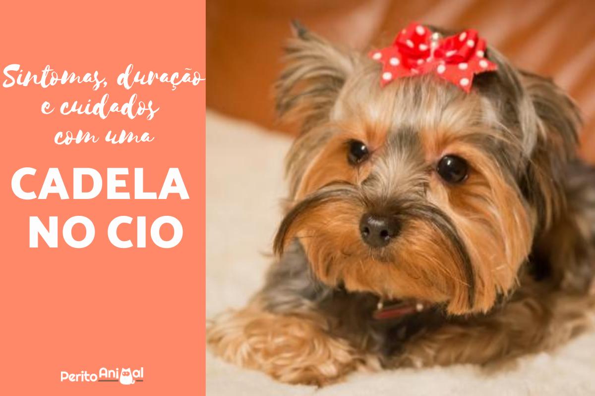 Cadela no cio: sintomas e duração