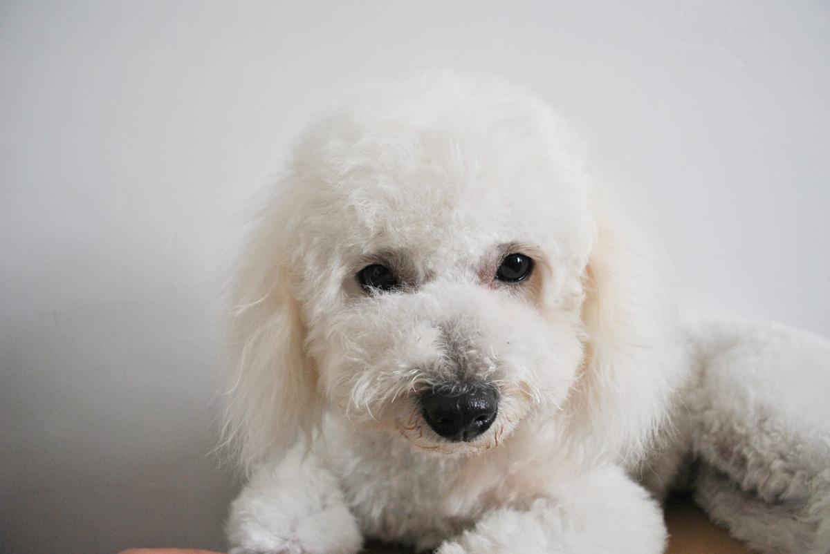 Doenças mais comuns no bichon frisé