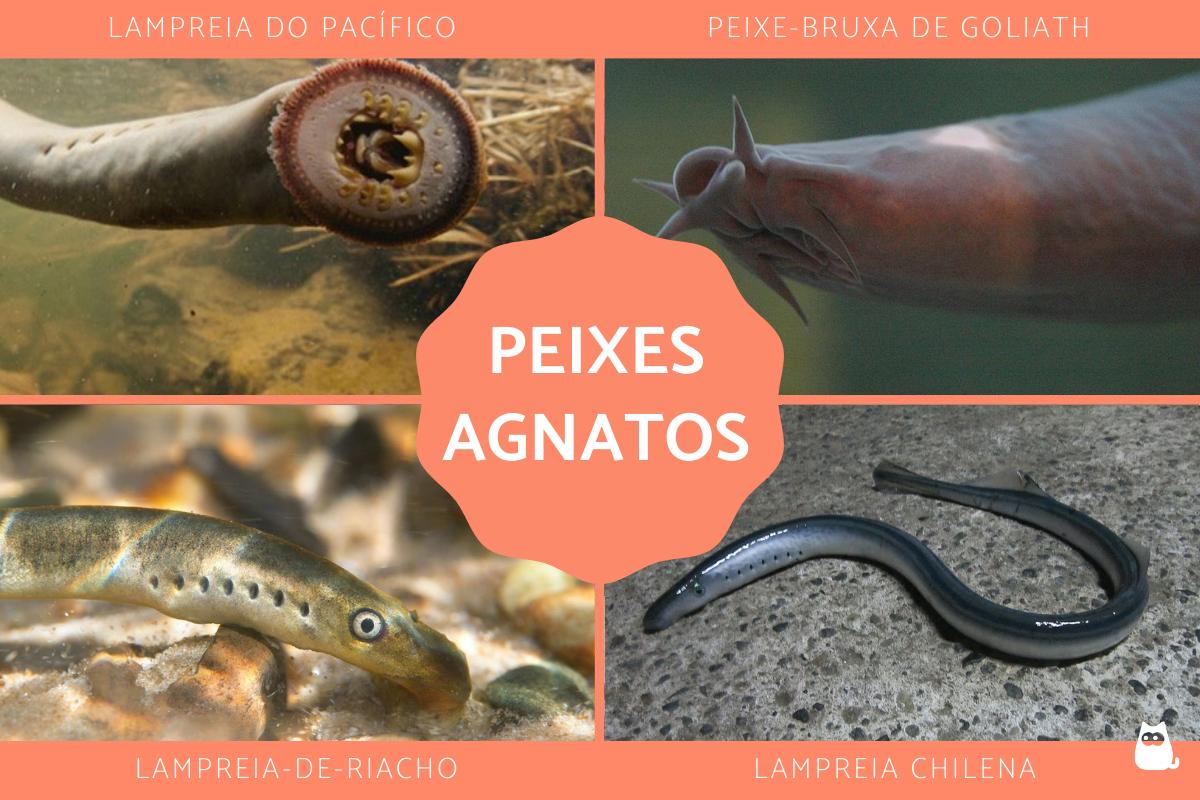 Peixes agnatos ou sem mandíbula - Características e exemplos