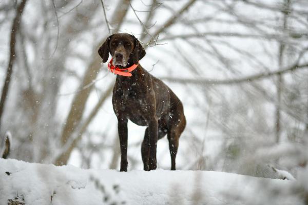 Tipos de cães de aponte: o que são e raças - História dos cães de aponte