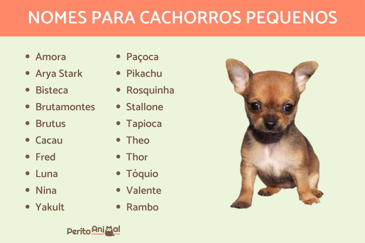 Nomes para cachorros pequenos