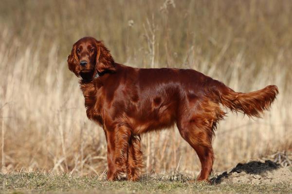 Tipos de cães de aponte: o que são e raças - O que são cães de aponte?