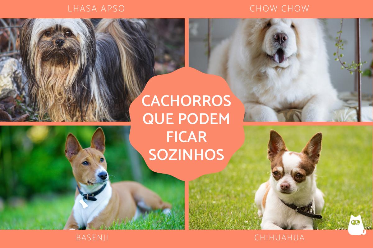 Raças de cachorros que podem ficar sozinhos em casa