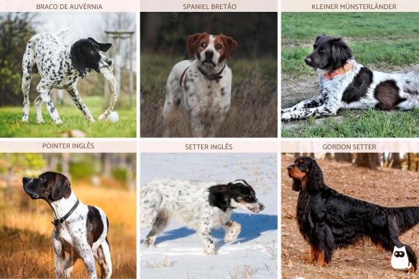 Tipos de cães de aponte: o que são e raças - Raças de cães de aponte