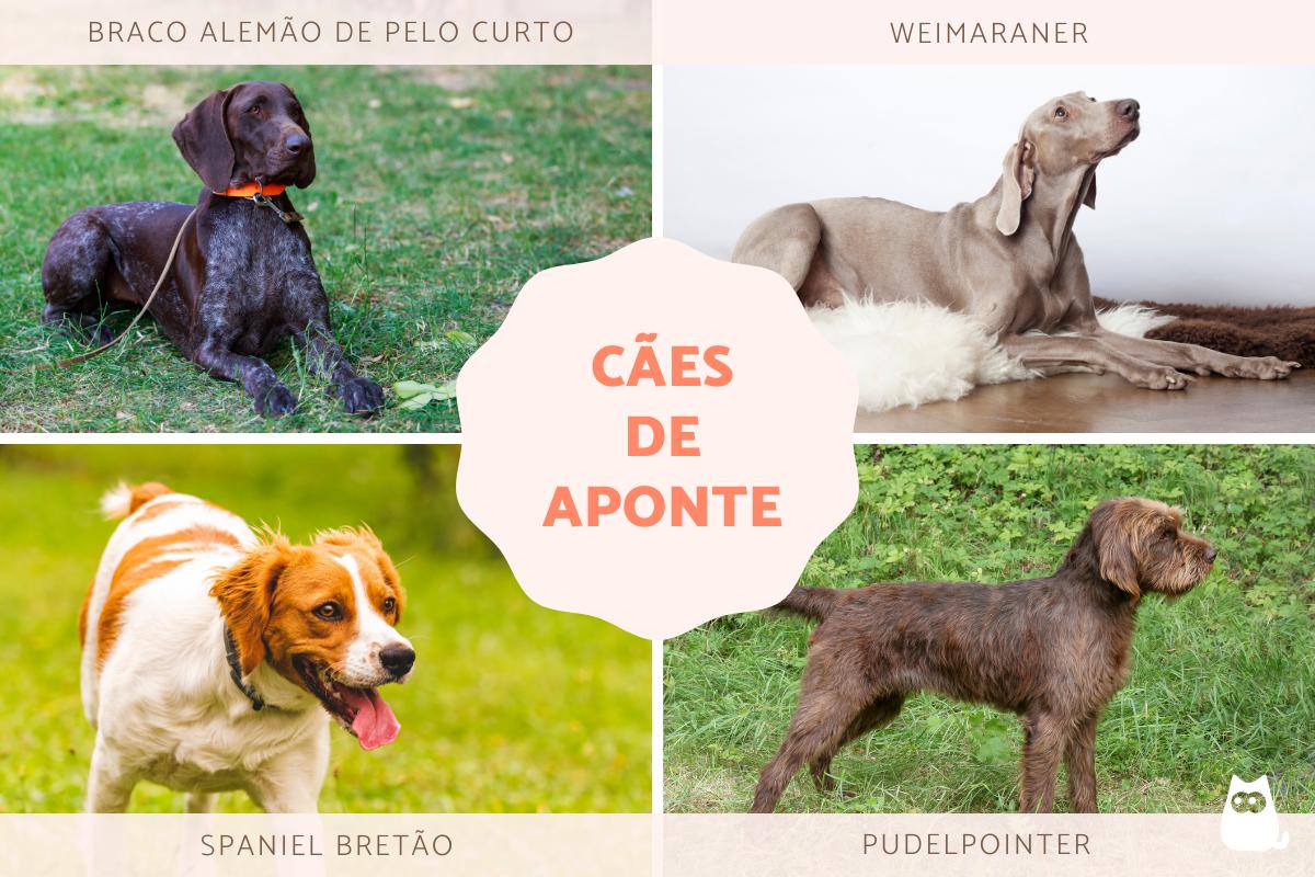 Tipos de cães de aponte: o que são e raças