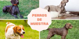 Tipos de cães de aponte: o que são e raças