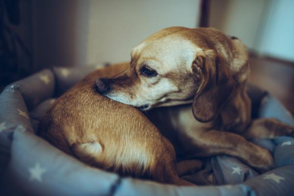 Remédio para alergia de cachorro - Alergia de cachorro ou dermatite canina