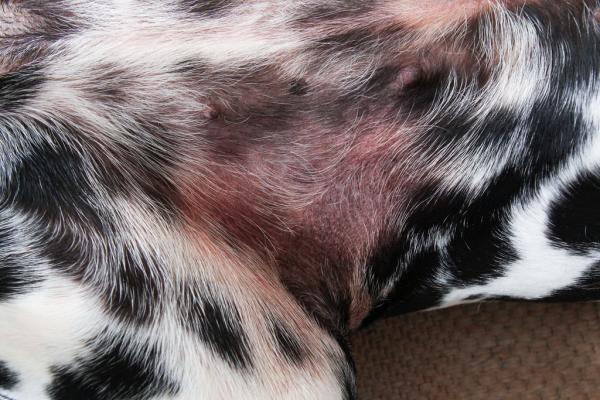 Remédio para alergia de cachorro