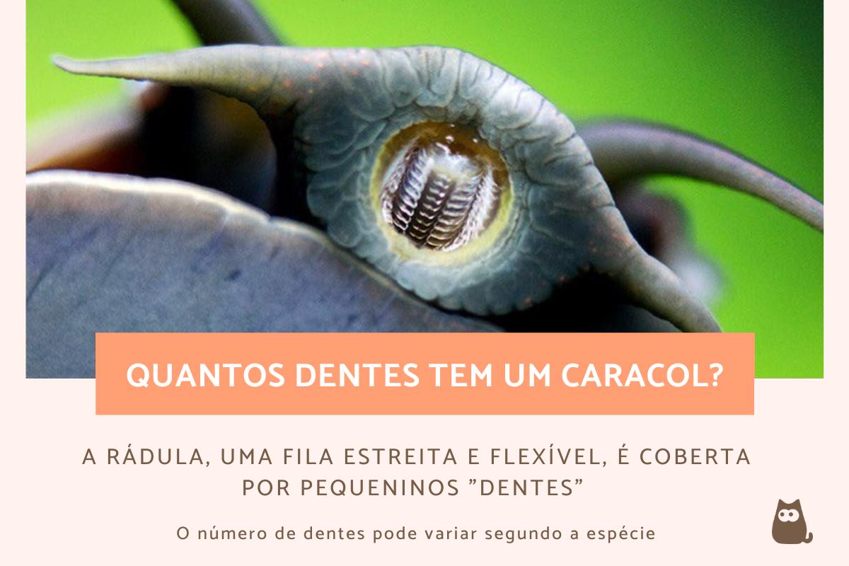 Quantos dentes tem um caracol?