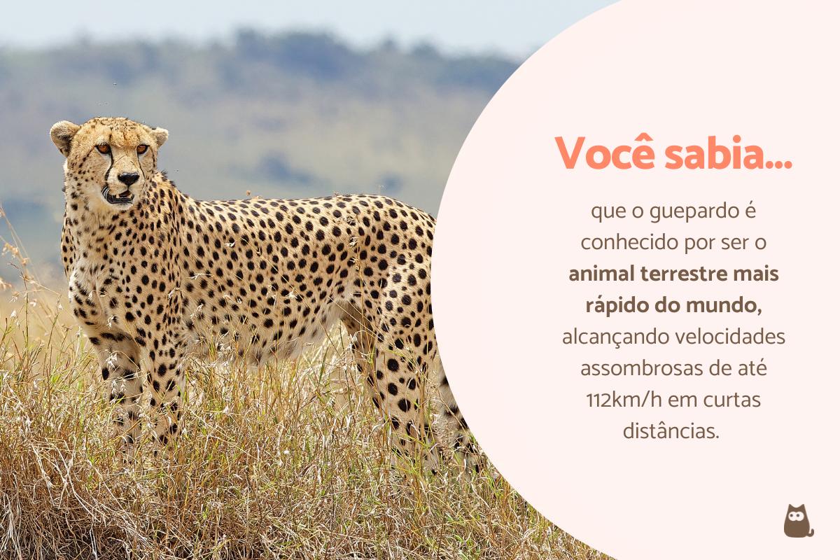 Curiosidades sobre o guepardo