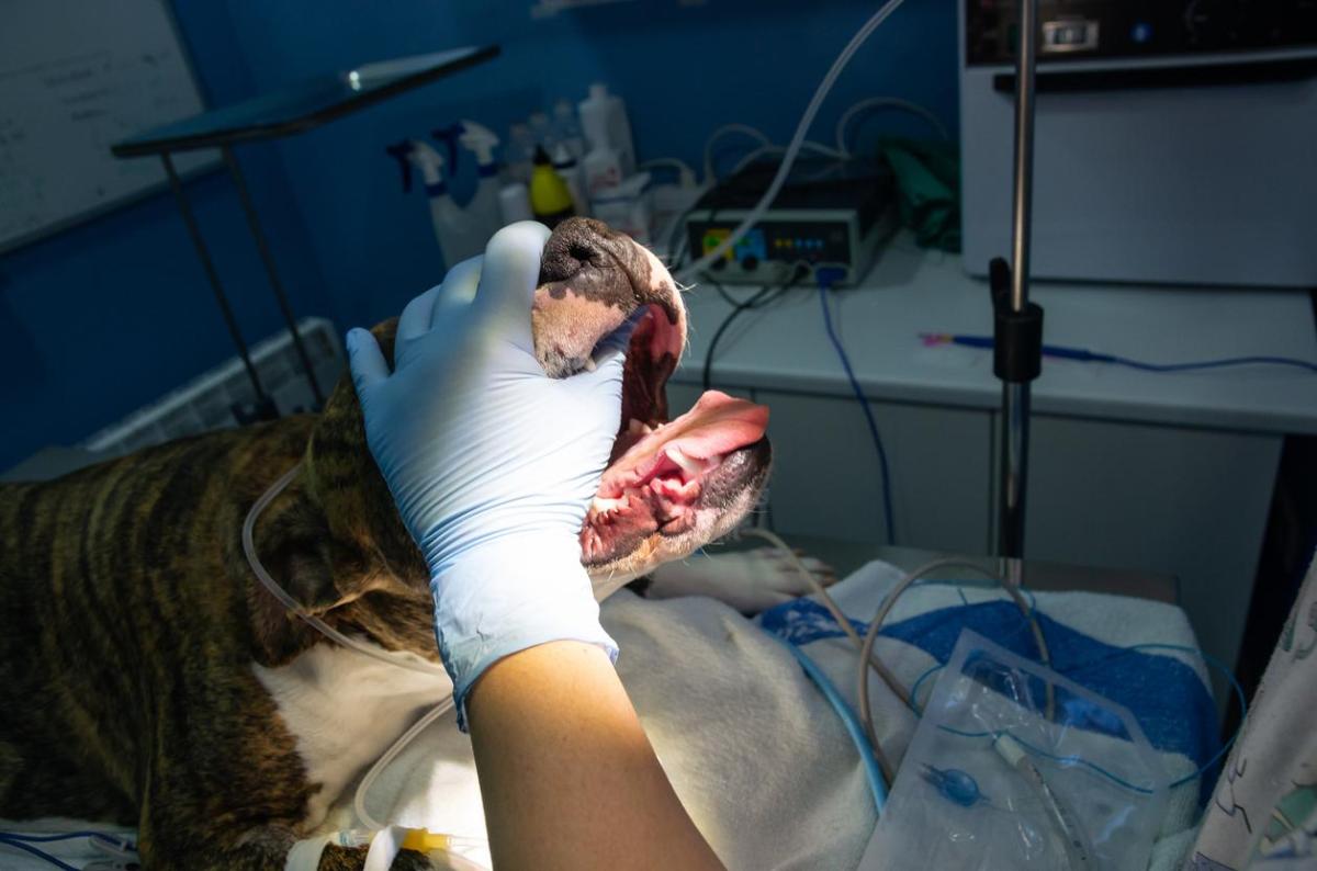 Paralisia de laringe em cães - Sintomas, causas e tratamento