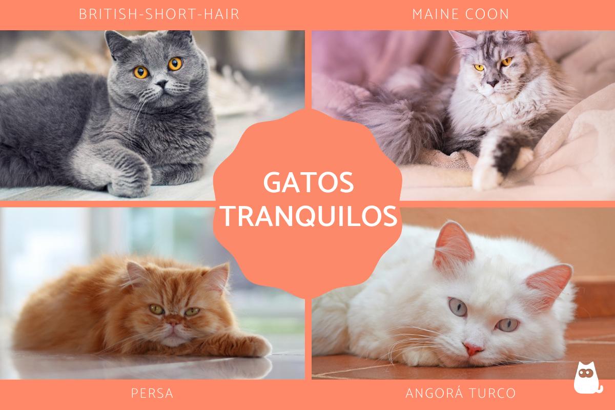 As raças de gatos mais tranquilas