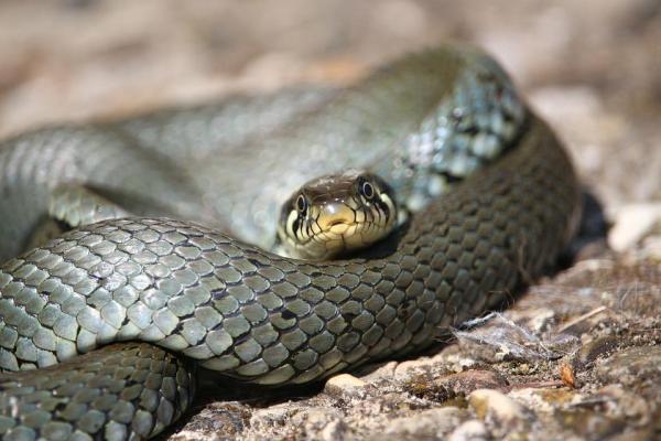 Tipos de cobra: classificação e fotos - Características das cobras