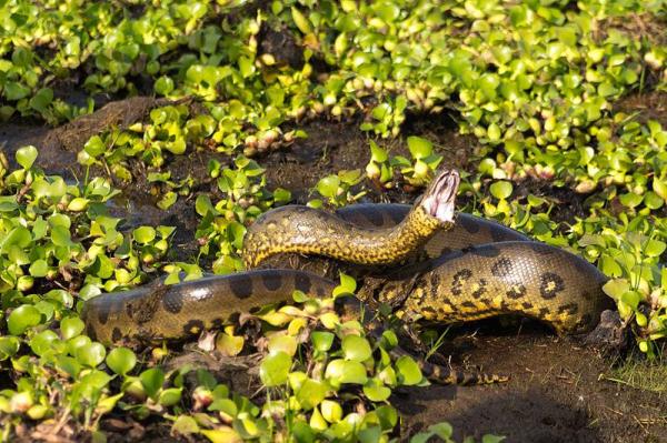 Tipos de cobra: classificação e fotos - Cobra d'água