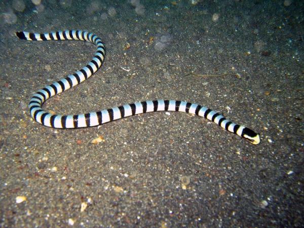 Tipos de cobra: classificação e fotos - Cobra marinha